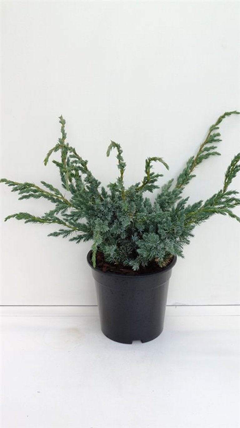 Juniperus squamata 'Meyeri' - C3 30-40 CM